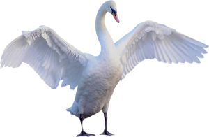 swan